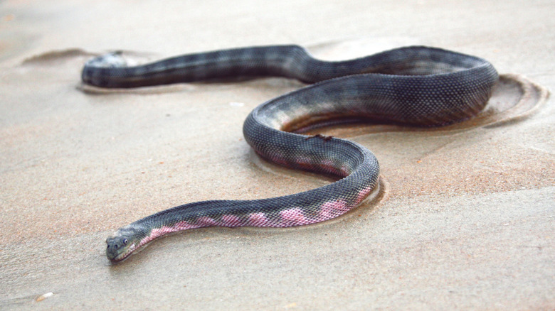 Serpent de mer à bec gris et rose sur le sable humide