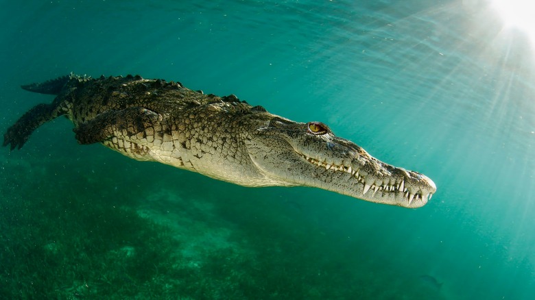 Crocodile d'eau salée nageant dans les bas-fonds 