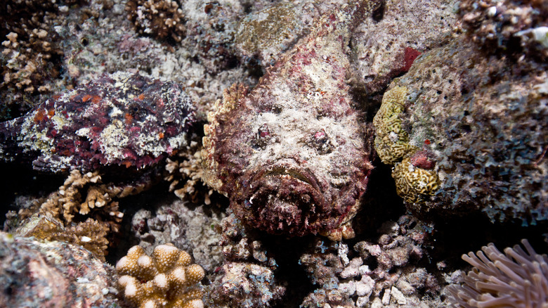 Un poisson-pierre bien camouflé 