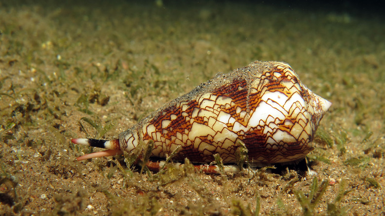 Escargot conique se déplaçant le long du fond marin 