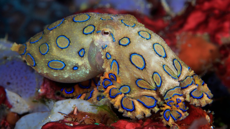 Petite pieuvre aux anneaux bleus 