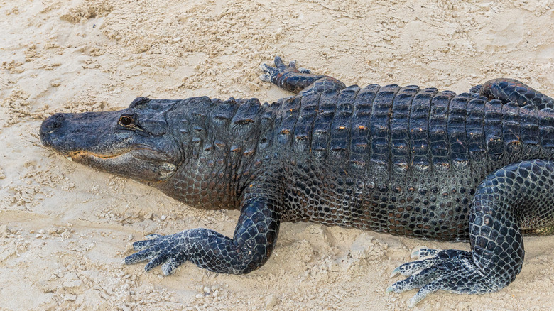 alligator posé sur la plage