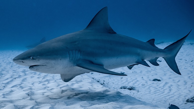 requin taureau nageant près du fond de l'océan