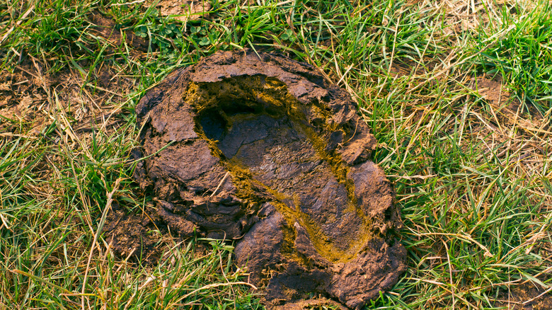 Empreinte de pied dans le fumier sur l'herbe