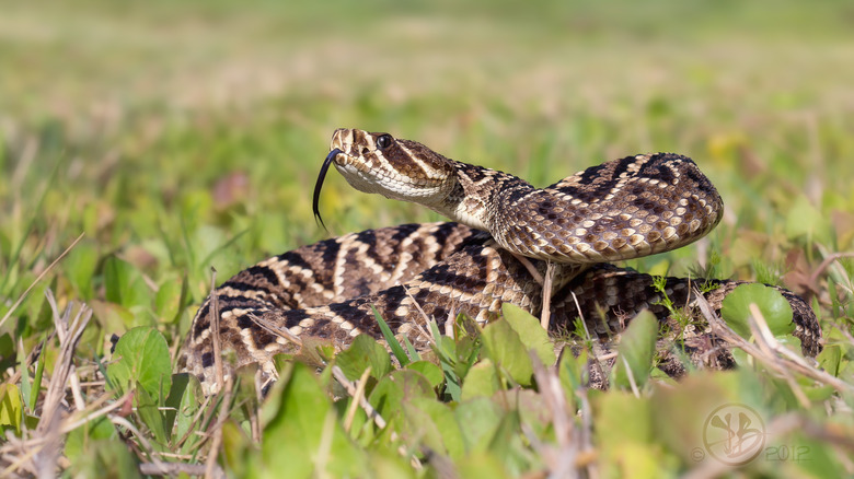 serpent à sonnette diamant de l'Est