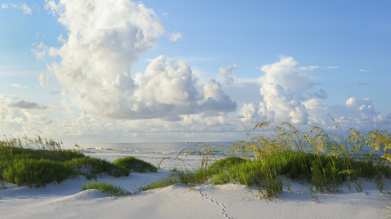 plage sur la côte du golfe de Floride