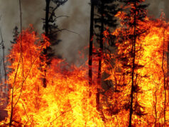 incendie de forêt