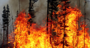 incendie de forêt