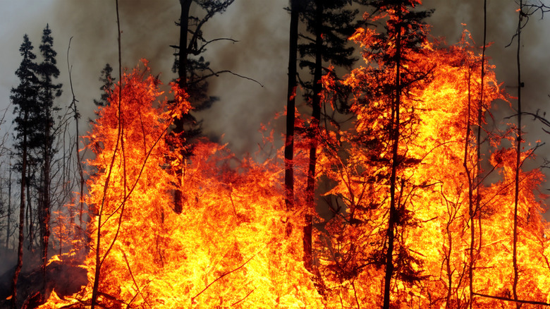 incendie de forêt