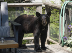 Jeune ours noir sur terrasse