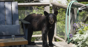 Jeune ours noir sur terrasse