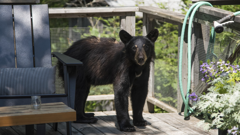 Jeune ours noir sur terrasse