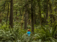 Randonneur seul dans les bois