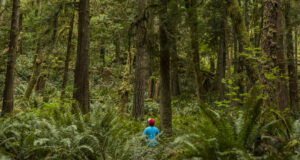 Randonneur seul dans les bois