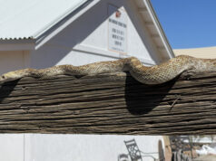 Serpent Gopher sur une clôture en bois