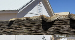 Serpent Gopher sur une clôture en bois