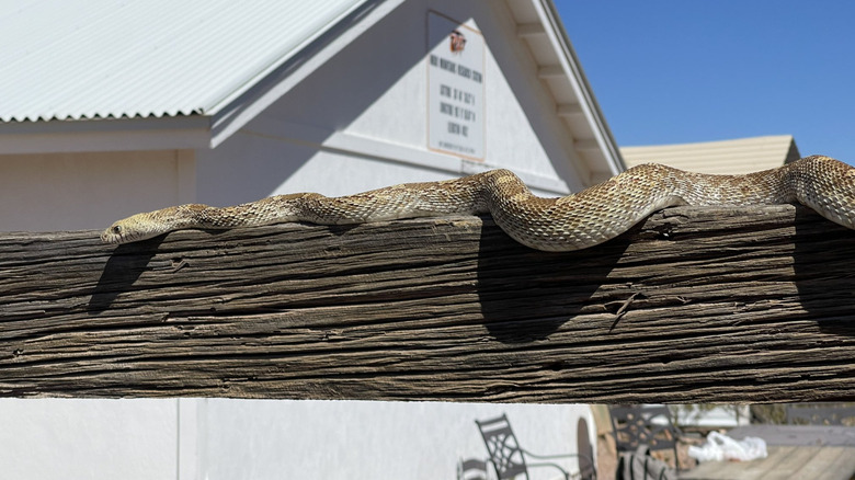 Serpent Gopher sur une clôture en bois