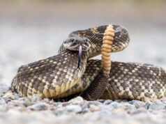 Serpent à sonnette prêt à mordre