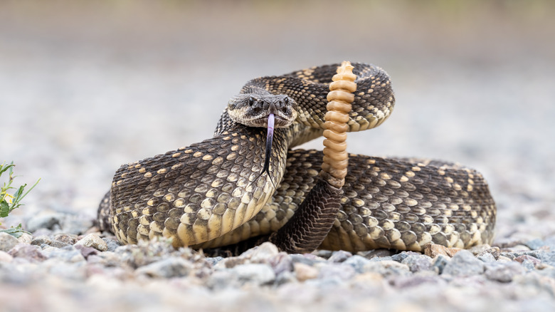 Serpent à sonnette prêt à mordre