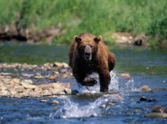 Ours courant dans l'eau