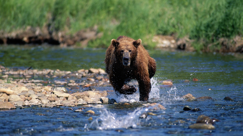 Ours courant dans l'eau