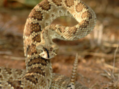 Serpent à sonnettes de Mojave