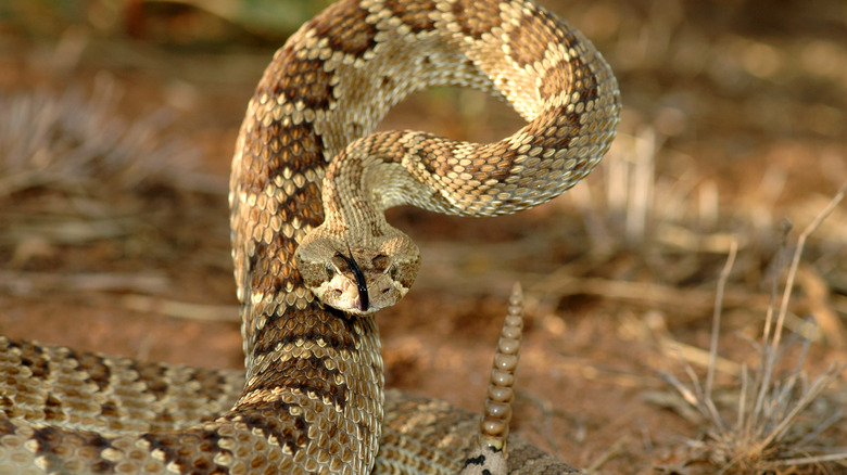 Serpent à sonnettes de Mojave